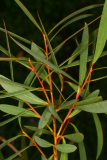 Eucalyptus moorei var. nana RCP7-06 186.jpg